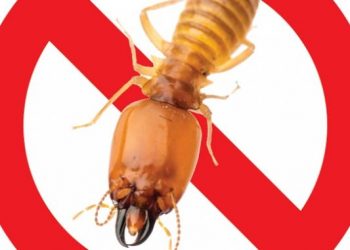 Một số cách trị mối đơn giản tại nhà