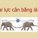 Hai lực cân bằng là gì